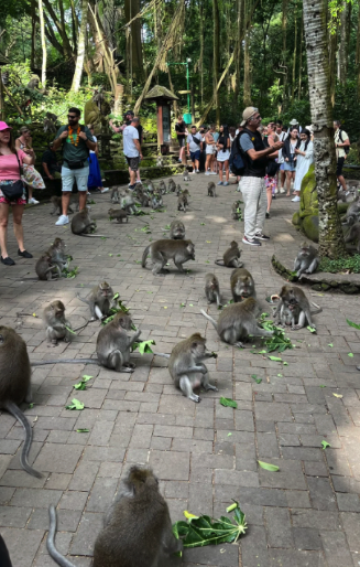 what to do in Bali - Sacred Monkey Forest Sanctuary