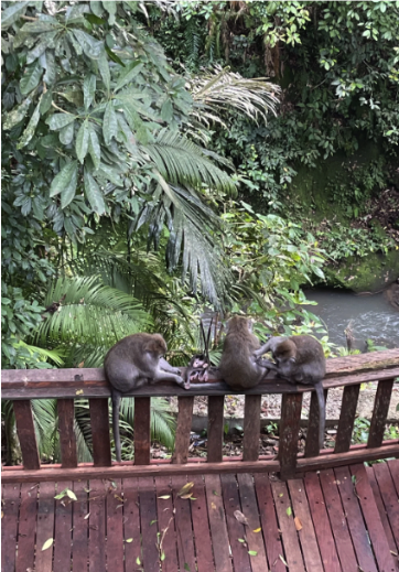 what to do in Bali - Sacred Monkey Forest Sanctuary